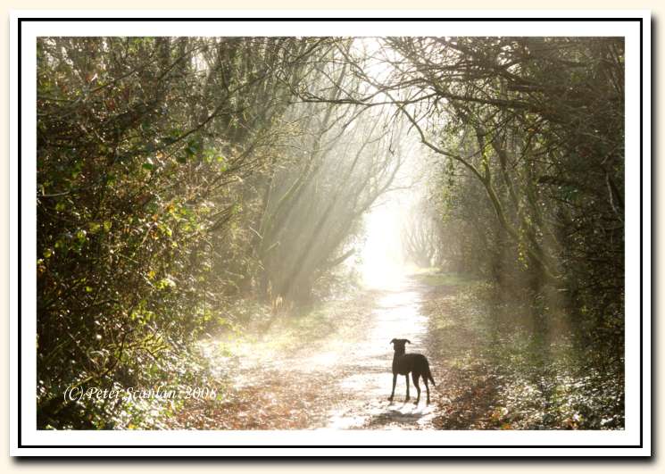 Gearagh, Macroom, Landscape